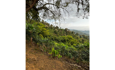 SE VENDE FINCA  ENTRE  LA VIRGINIA  Y SANTUARIO
