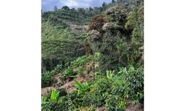 SE VENDE FINCA  ENTRE  LA VIRGINIA  Y SANTUARIO