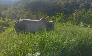 SE VENDE FINCA EN ARBELAEZ FUSAGASUGA