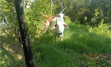 SE VENDE FINCA EN ARBELAEZ FUSAGASUGA