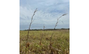 LAS TABLAS / PARITILLA / FINCA / 52 HECTAREAS