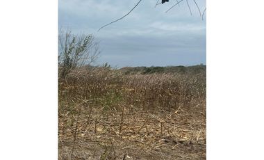 LAS TABLAS / PARITILLA / FINCA / 52 HECTAREAS