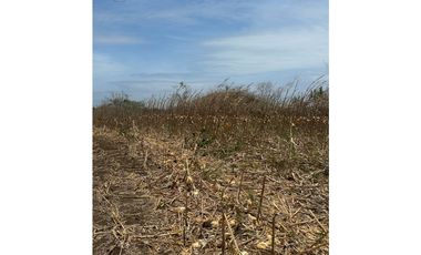 LAS TABLAS / PARITILLA / FINCA / 52 HECTAREAS