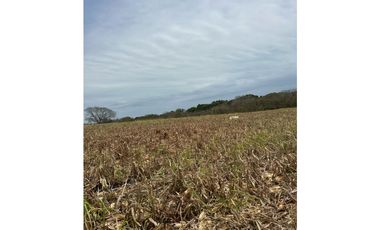 LAS TABLAS / PARITILLA / FINCA / 52 HECTAREAS