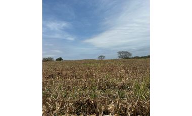 LAS TABLAS / PARITILLA / FINCA / 52 HECTAREAS