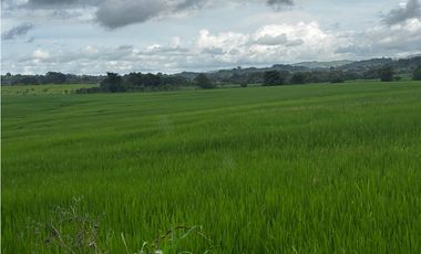 LAS TABLAS / PARITILLA / FINCA / 52 HECTAREAS