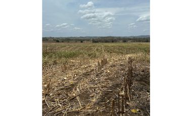 LAS TABLAS / PARITILLA / FINCA / 52 HECTAREAS