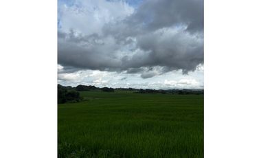 LAS TABLAS / PARITILLA / FINCA / 52 HECTAREAS