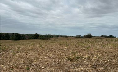 LAS TABLAS / PARITILLA / FINCA / 52 HECTAREAS