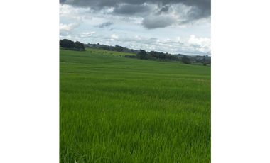 LAS TABLAS / PARITILLA / FINCA / 52 HECTAREAS