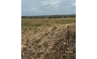 LAS TABLAS / PARITILLA / FINCA / 52 HECTAREAS