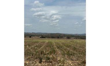 LAS TABLAS / PARITILLA / FINCA / 52 HECTAREAS