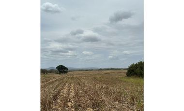 LAS TABLAS / PARITILLA / FINCA / 52 HECTAREAS