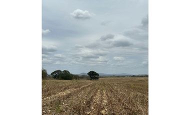 LAS TABLAS / PARITILLA / FINCA / 52 HECTAREAS