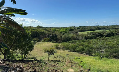 COCLE / CAÑAVERAL / FINCA / 11 HECTAREAS