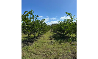 COCLE / CAÑAVERAL / FINCA / 11 HECTAREAS