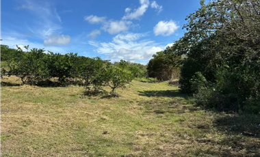 COCLE / CAÑAVERAL / FINCA / 11 HECTAREAS