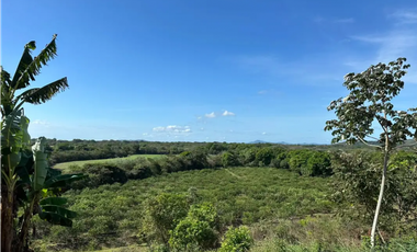COCLE / CAÑAVERAL / FINCA / 11 HECTAREAS
