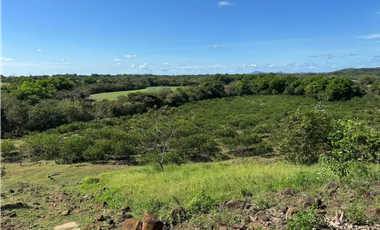COCLE / CAÑAVERAL / FINCA / 11 HECTAREAS
