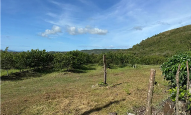 COCLE / CAÑAVERAL / FINCA / 11 HECTAREAS