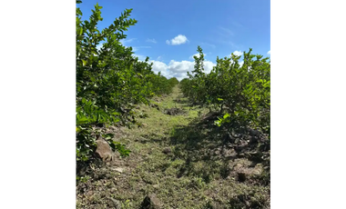 COCLE / CAÑAVERAL / FINCA / 11 HECTAREAS
