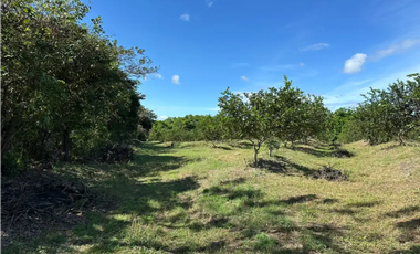COCLE / CAÑAVERAL / FINCA / 11 HECTAREAS