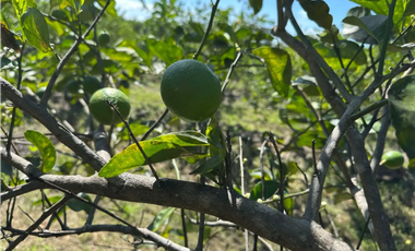 COCLE / CAÑAVERAL / FINCA / 11 HECTAREAS