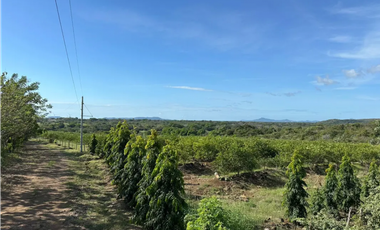 COCLE / CAÑAVERAL / FINCA / 11 HECTAREAS