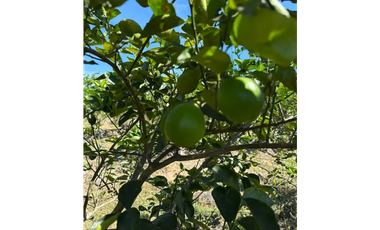 COCLE / CAÑAVERAL / FINCA / 11 HECTAREAS