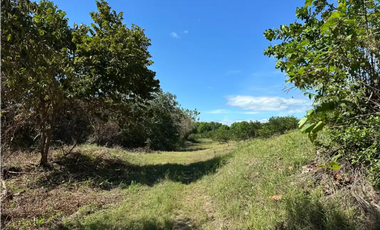 COCLE / CAÑAVERAL / FINCA / 11 HECTAREAS