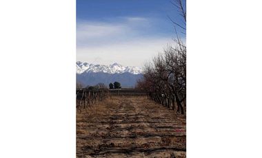 VENTA EXCLUSIVA FINCA 2,6 HAS DE MALBEC- LA CONSULTA, SAN CARLOS, MZA