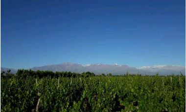 VENTA EXCLUSIVA FINCA 2,6 HAS DE MALBEC- LA CONSULTA, SAN CARLOS, MZA