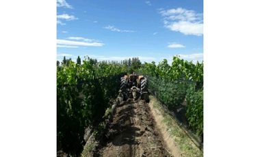 VENTA EXCLUSIVA FINCA 2,6 HAS DE MALBEC- LA CONSULTA, SAN CARLOS, MZA