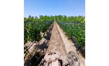 VENTA EXCLUSIVA FINCA 2,6 HAS DE MALBEC- LA CONSULTA, SAN CARLOS, MZA