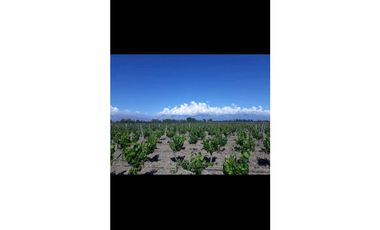 VENTA EXCLUSIVA FINCA 2,6 HAS DE MALBEC- LA CONSULTA, SAN CARLOS, MZA