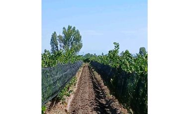 VENTA EXCLUSIVA FINCA 2,6 HAS DE MALBEC- LA CONSULTA, SAN CARLOS, MZA