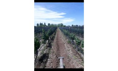 VENTA EXCLUSIVA FINCA 2,6 HAS DE MALBEC- LA CONSULTA, SAN CARLOS, MZA