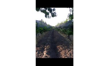 VENTA EXCLUSIVA FINCA 2,6 HAS DE MALBEC- LA CONSULTA, SAN CARLOS, MZA