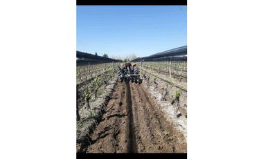 VENTA EXCLUSIVA FINCA 2,6 HAS DE MALBEC- LA CONSULTA, SAN CARLOS, MZA