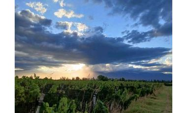 VENTA EXCLUSIVA FINCA 2,6 HAS DE MALBEC- LA CONSULTA, SAN CARLOS, MZA