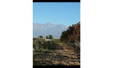 VENTA EXCLUSIVA FINCA 2,6 HAS DE MALBEC- LA CONSULTA, SAN CARLOS, MZA