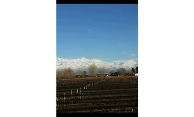 VENTA EXCLUSIVA FINCA 2,6 HAS DE MALBEC- LA CONSULTA, SAN CARLOS, MZA