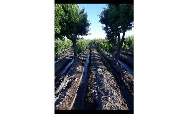 VENTA EXCLUSIVA FINCA 2,6 HAS DE MALBEC- LA CONSULTA, SAN CARLOS, MZA