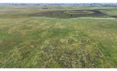 Campo en venta. 90 Has. ganaderas en Udaondo Pdo de Cañuelas