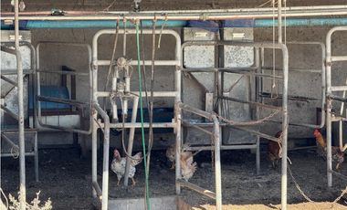 Campo en venta. 90 Has. ganaderas en Udaondo Pdo de Cañuelas