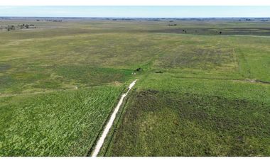 Campo en venta. 90 Has. ganaderas en Udaondo Pdo de Cañuelas