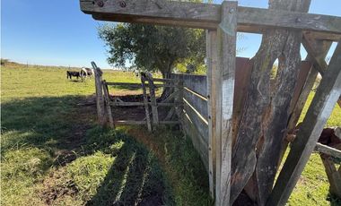 Campo en venta. 90 Has. ganaderas en Udaondo Pdo de Cañuelas
