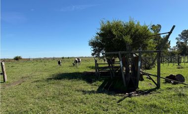 Campo en venta. 90 Has. ganaderas en Udaondo Pdo de Cañuelas