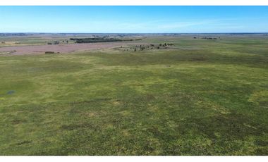 Campo en venta. 90 Has. ganaderas en Udaondo Pdo de Cañuelas