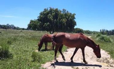 Terreno en venta - 30.000Mts2 - Estancia Benqueria, Monte